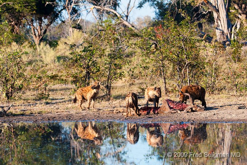 20090617_085020 D300 X1.jpg - Hyena Feeding Frenzy Part 1.  A group of 4-5 hyenas are feeding on a dead Kudu.  This set of about 12 photos are over a period of an hour, approximately 8-9 AM.  Whether the hyenas made the kill or not could not be established